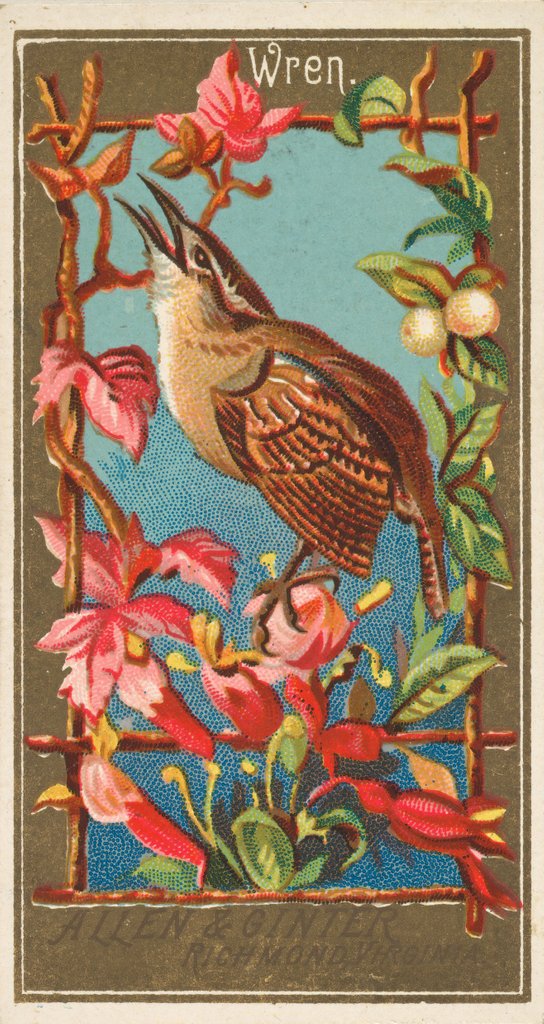 Detail of Wren, from the Birds of America series for Allen & Ginter Cigarettes Brands, 1888 by Allen & Ginter