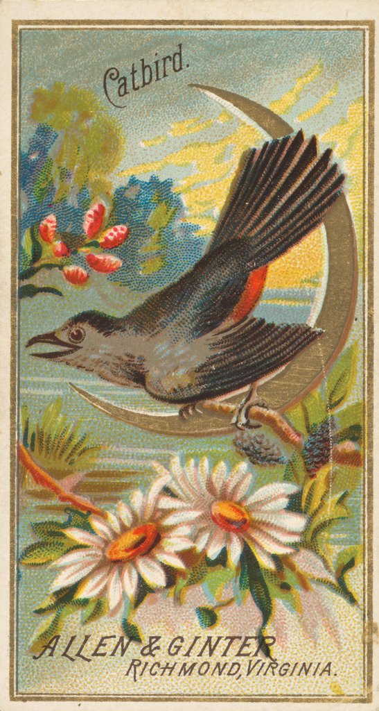 Detail of Catbird, from the Birds of America series for Allen & Ginter Cigarettes Brands, 1888 by Allen & Ginter