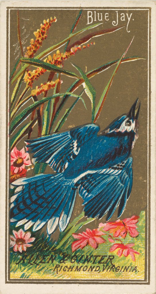 Detail of Blue Jay, from the Birds of America series for Allen & Ginter Cigarettes Brands, 1888 by Allen & Ginter