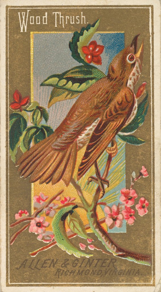 Detail of Wood Thrush, from the Birds of America series for Allen & Ginter Cigarettes Brands, 1888 by Allen & Ginter