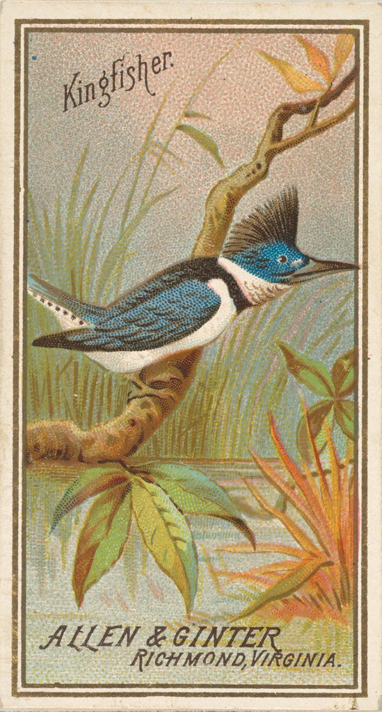 Detail of Kingfisher, from the Birds of America series for Allen & Ginter Cigarettes Brands, 1888 by Allen & Ginter