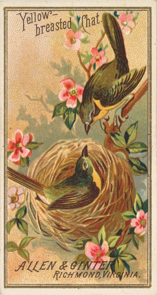 Detail of Yellow-breasted Chat, from the Birds of America series for Allen & Ginter Cigarettes …, 1888 by Allen & Ginter