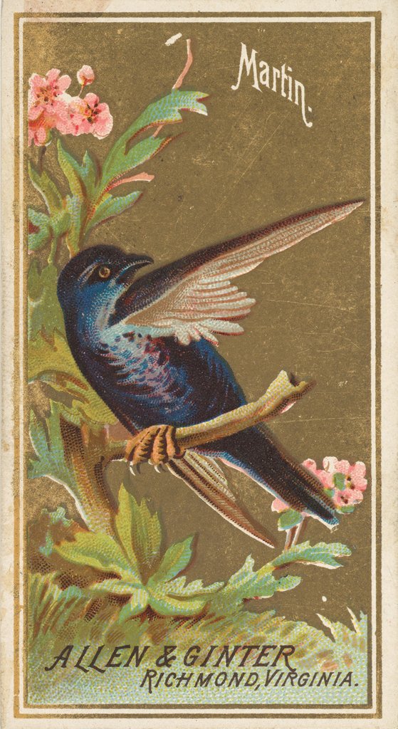 Detail of Martin, from the Birds of America series for Allen & Ginter Cigarettes Brands, 1888 by Allen & Ginter