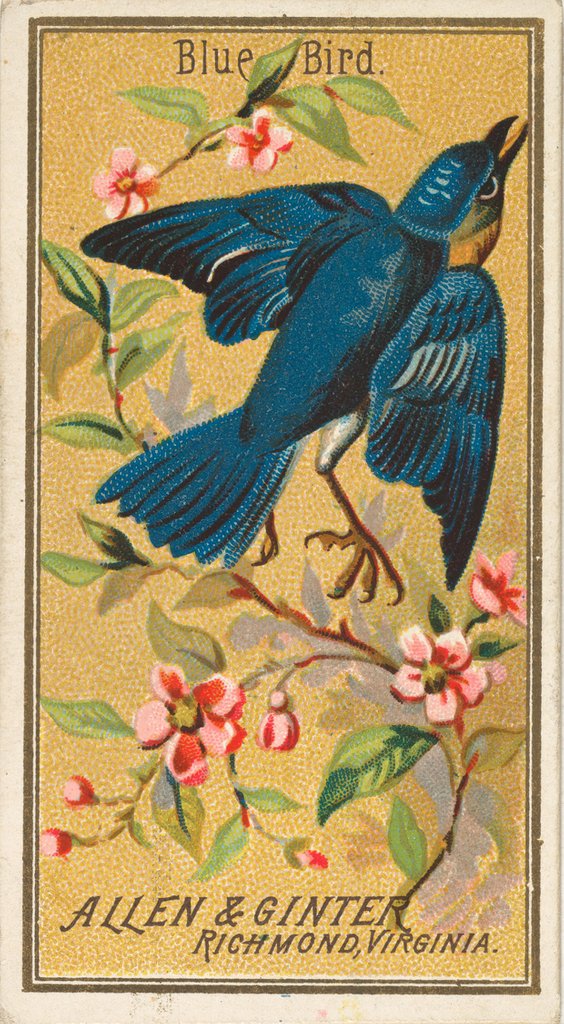 Detail of Blue Bird, from the Birds of America series for Allen & Ginter Cigarettes Brands, 1888 by Allen & Ginter