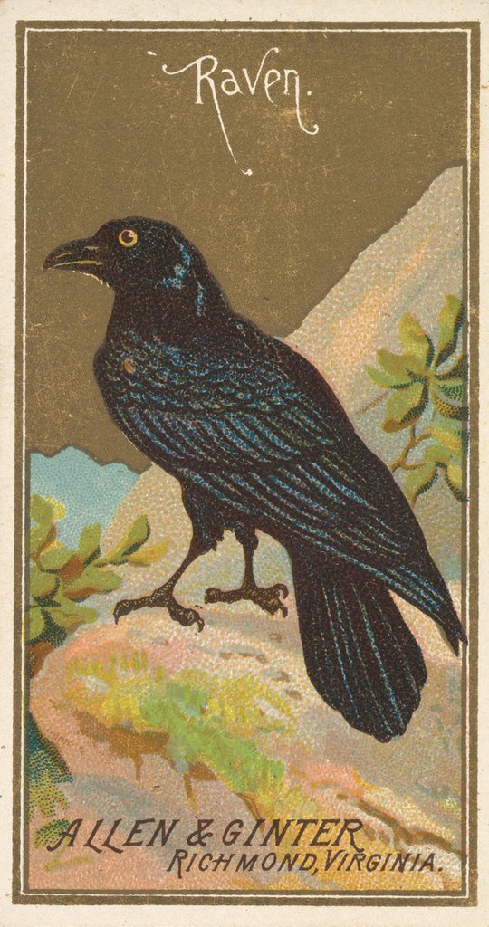 Detail of Raven, from the Birds of America series for Allen & Ginter Cigarettes Brands, 1888 by Allen & Ginter