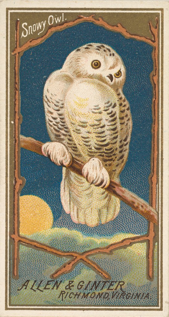 Detail of Snowy Owl, from the Birds of America series for Allen & Ginter Cigarettes Brands, 1888 by Allen & Ginter