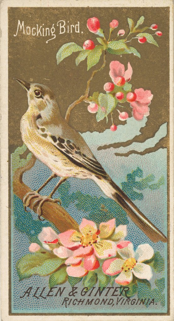 Detail of Mockingbird, from the Birds of America series for Allen & Ginter Cigarettes Brands, 1888 by Allen & Ginter