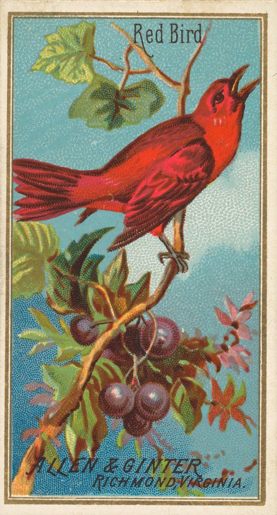 Detail of Red Bird, from the Birds of America series for Allen & Ginter Cigarettes Brands, 1888 by Allen & Ginter