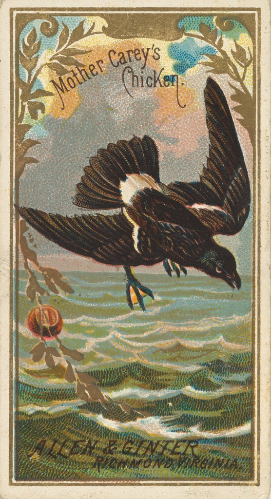 Detail of Mother Carey's Chicken, from the Birds of America series for Allen & Ginter Cigarette…, 1888 by Allen & Ginter