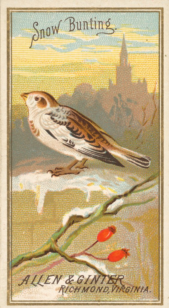 Detail of Snow Bunting, from the Birds of America series for Allen & Ginter Cigarettes Brands, 1888 by Allen & Ginter