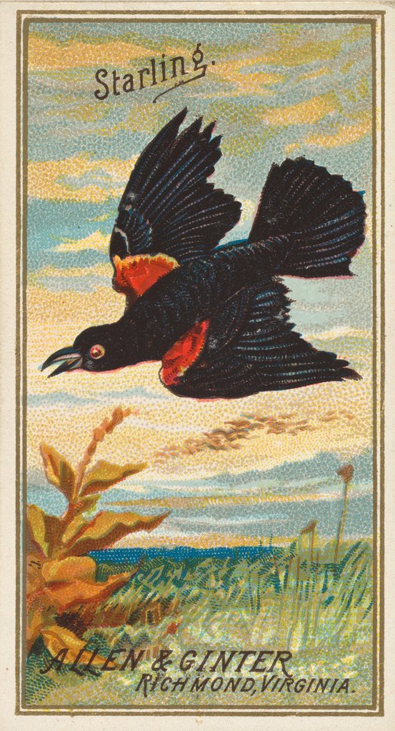 Detail of Starling, from the Birds of America series for Allen & Ginter Cigarettes Brands, 1888 by Allen & Ginter