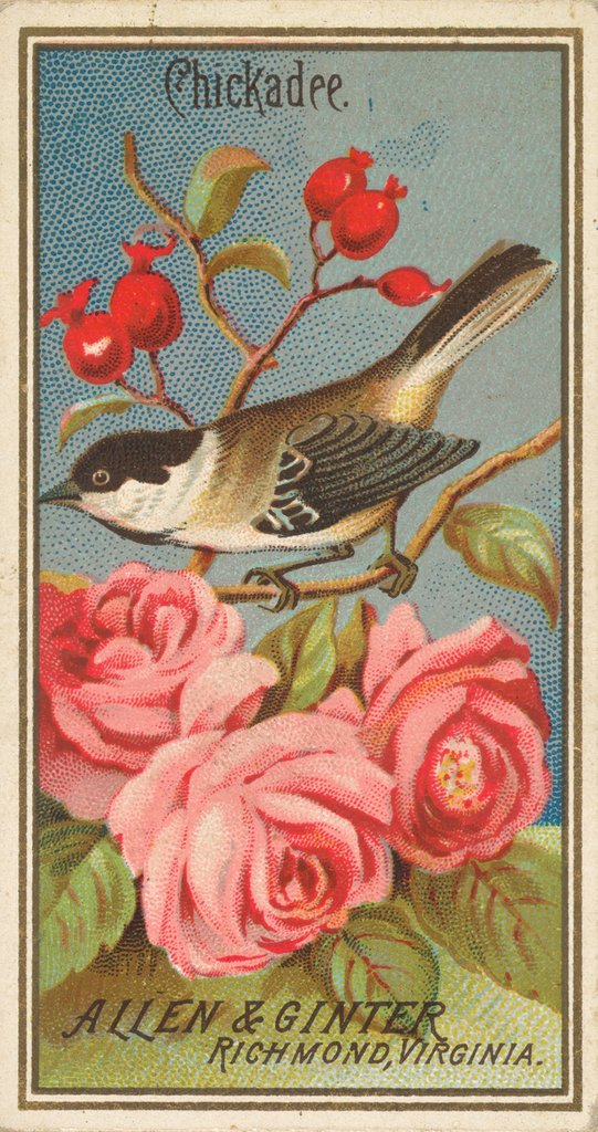 Detail of Chickadee, from the Birds of America series for Allen & Ginter Cigarettes Brands, 1888 by Allen & Ginter