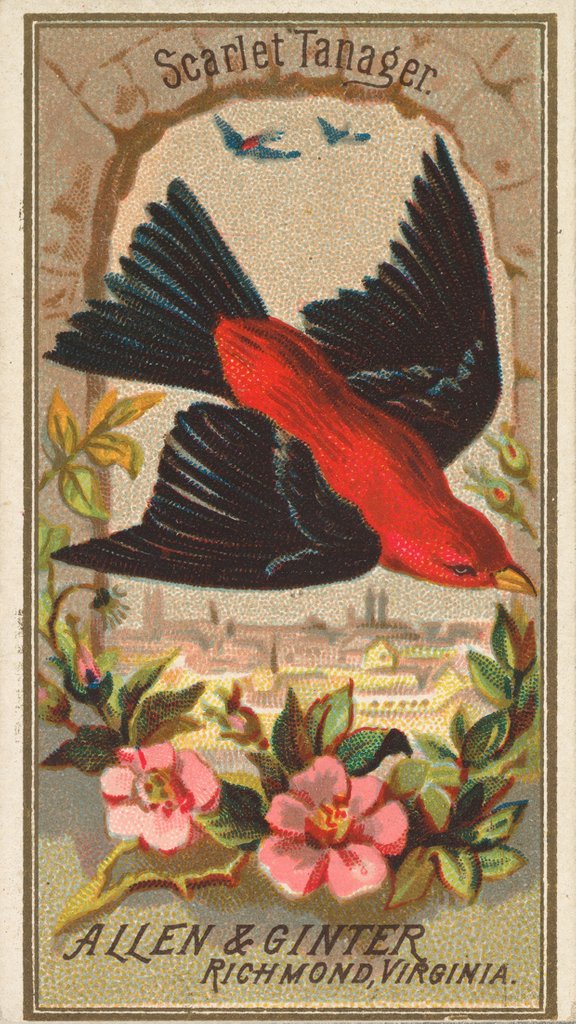 Detail of Scarlet Tanager, from the Birds of America series for Allen & Ginter Cigarettes Brands, 1888 by Allen & Ginter