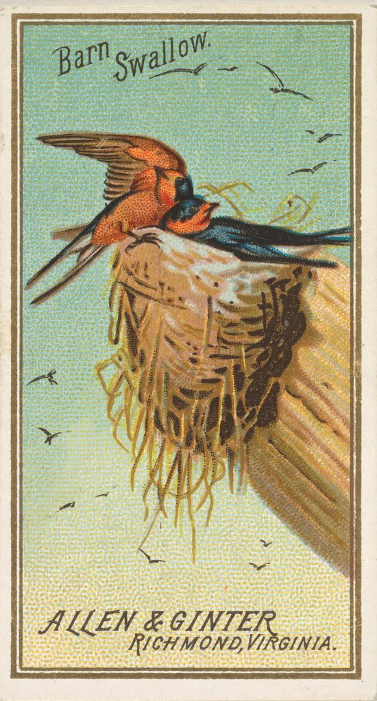 Detail of Barn Swallow, from the Birds of America series for Allen & Ginter Cigarettes Brands, 1888 by Allen & Ginter