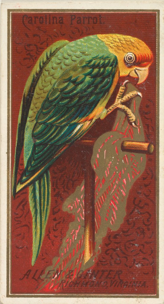 Detail of Carolina Parrot, from the Birds of America series for Allen & Ginter Cigarettes Brands, 1888 by Allen & Ginter