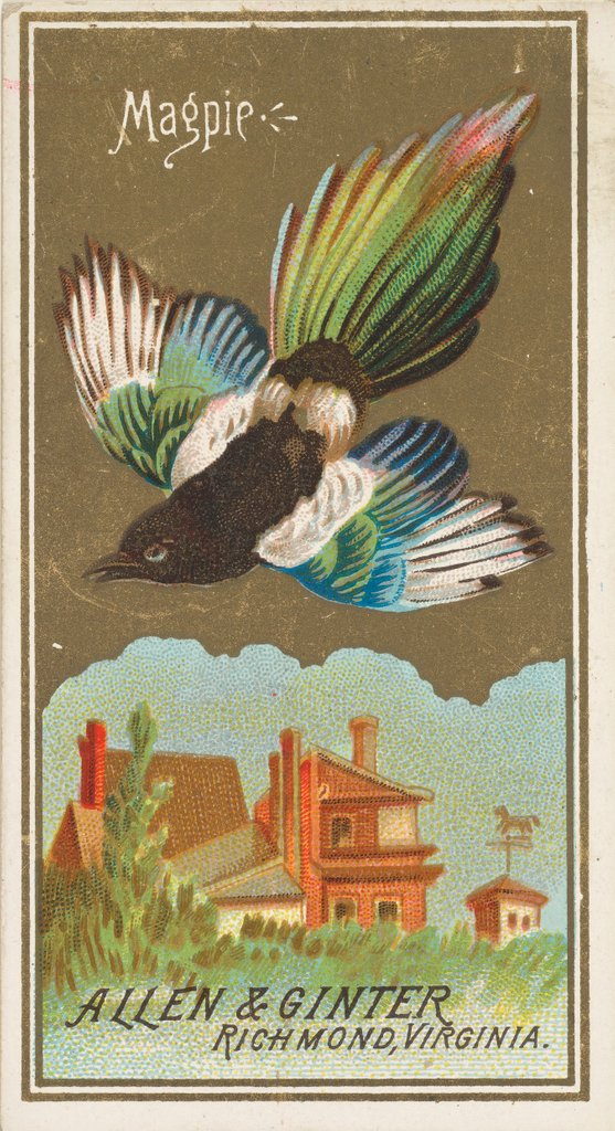 Detail of Magpie, from the Birds of America series for Allen & Ginter Cigarettes Brands, 1888 by Allen & Ginter