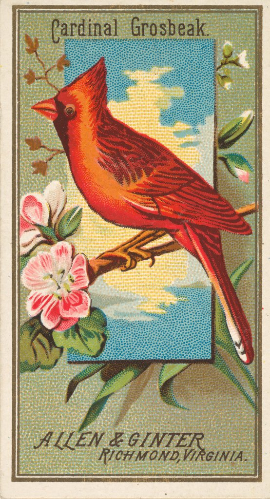 Detail of Cardinal Grosbeak, from the Birds of America series for Allen & Ginter Cigarettes Bra…, 1888 by Allen & Ginter