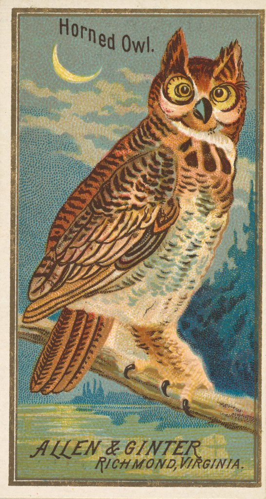 Detail of Horned Owl, from the Birds of America series for Allen & Ginter Cigarettes Brands, 1888 by Allen & Ginter