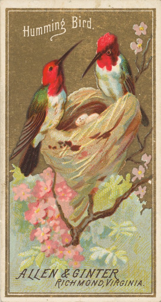 Detail of Hummingbird, from the Birds of America series for Allen & Ginter Cigarettes Brands, 1888 by Allen & Ginter
