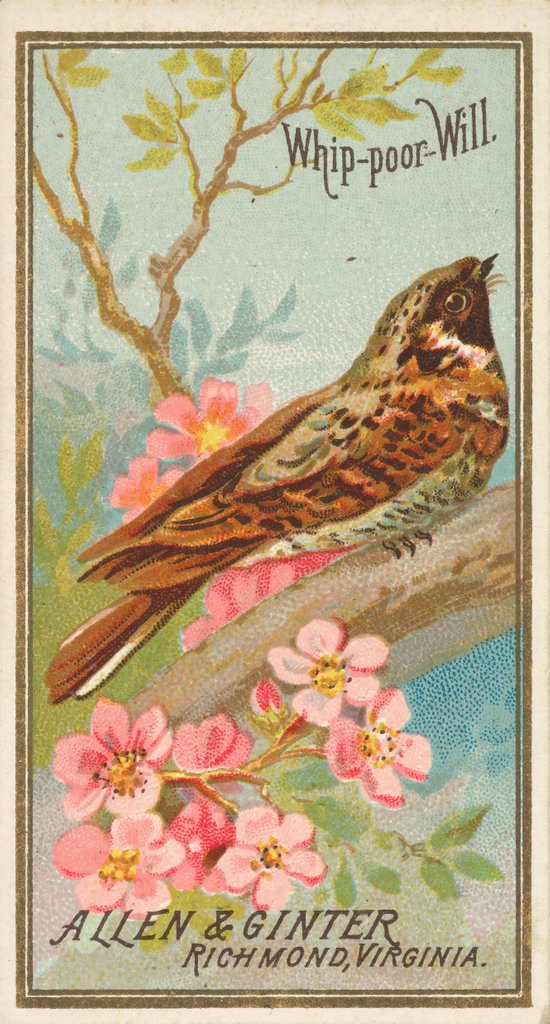 Detail of Whip-poor-Will, from the Birds of America series for Allen & Ginter Cigarettes Brands, 1888 by Allen & Ginter