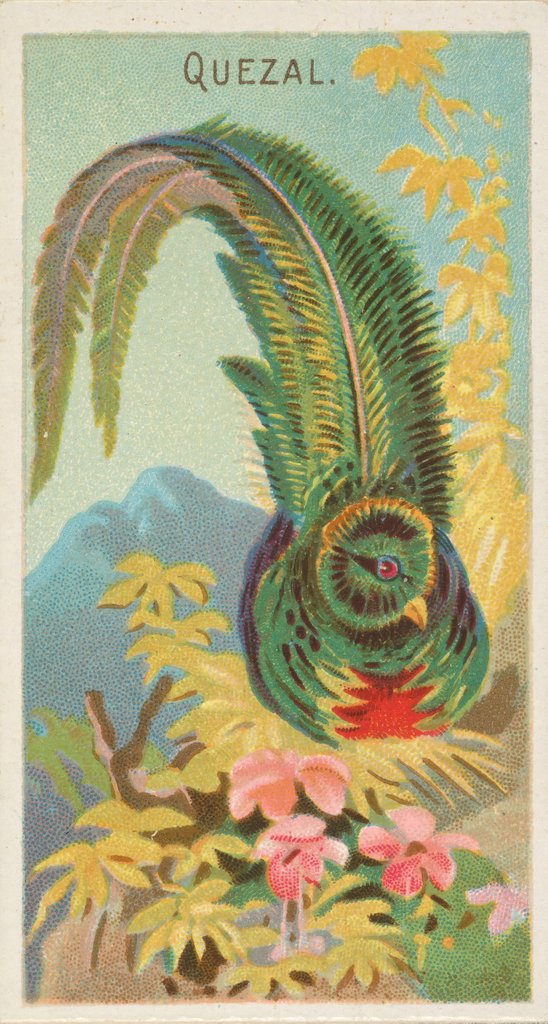 Detail of Quetzal, from the Birds of the Tropics series for Allen & Ginter Cigarettes Brands, 1889 by Allen & Ginter