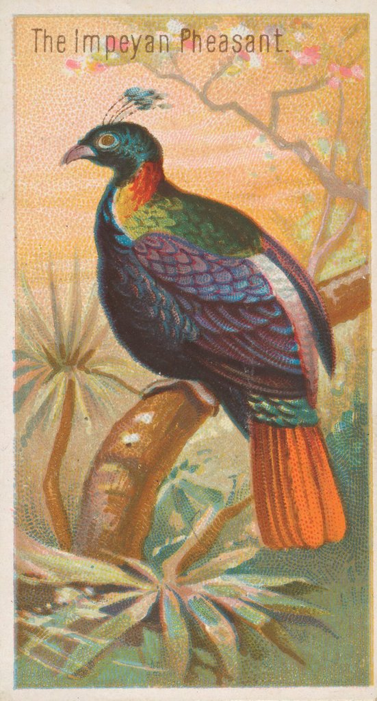 Detail of The Impeyan Pheasant, from the Birds of the Tropics series for Allen & Ginter Cigaret…, 1889 by Allen & Ginter