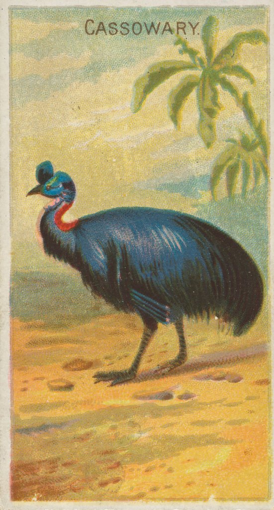 Detail of Cassowary, from the Birds of the Tropics series for Allen & Ginter Cigarettes Brands, 1889 by Allen & Ginter