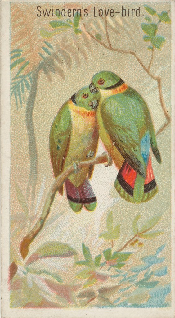 Detail of Swindern's Love-Bird, from the Birds of the Tropics series for Allen & Ginter Cigaret…, 1889 by Allen & Ginter