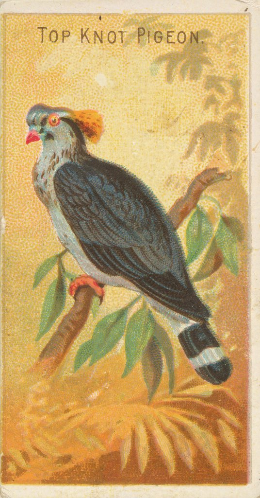 Detail of Top Knot Pigeon, from the Birds of the Tropics series for Allen & Ginter Cigarettes B…, 1889 by Allen & Ginter