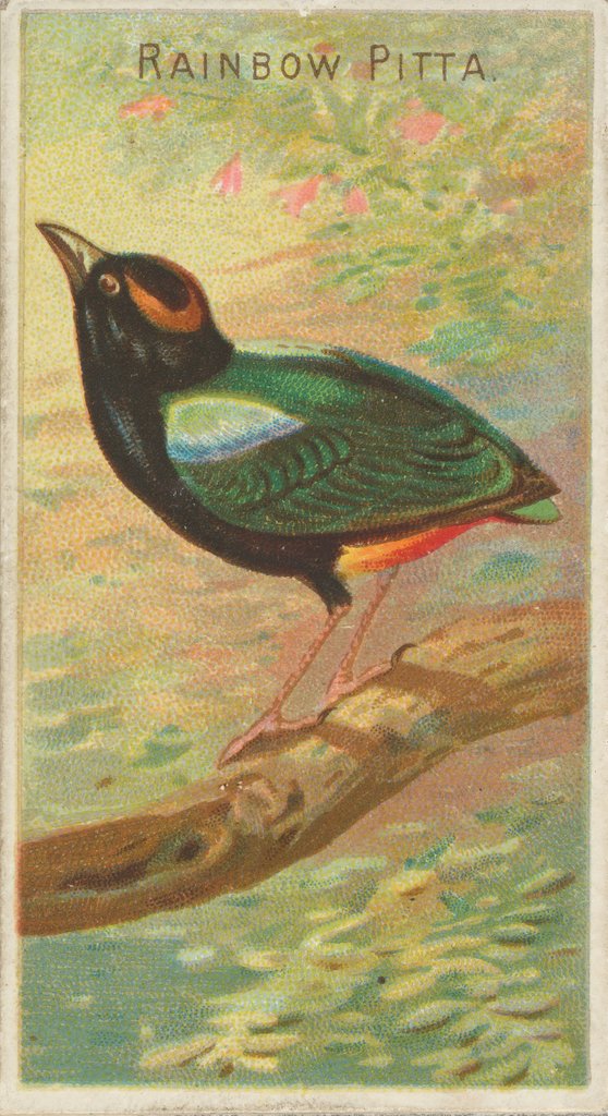 Detail of Rainbow Pitta, from the Birds of the Tropics series for Allen & Ginter Cigarettes Bra…, 1889 by Allen & Ginter