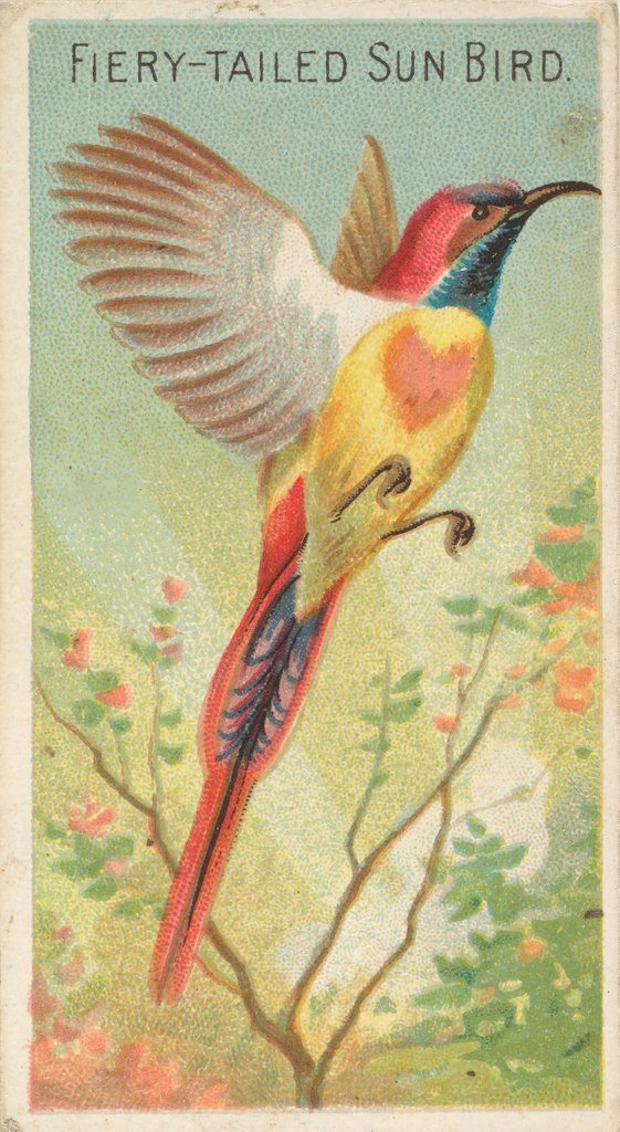 Detail of Fiery-Tailed Sun Bird, from the Birds of the Tropics series for Allen & Ginter Cigare…, 1889 by Allen & Ginter