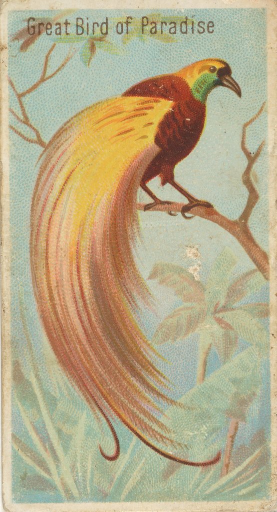 Detail of Great Bird of Paradise, from the Birds of the Tropics series for Allen & Ginter Cigar…, 1889 by Allen & Ginter