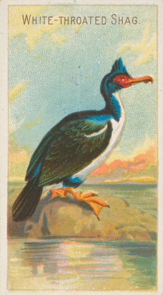 Detail of White-Throated Shag, from the Birds of the Tropics series for Allen & Ginter Cigarett…, 1889 by Allen & Ginter