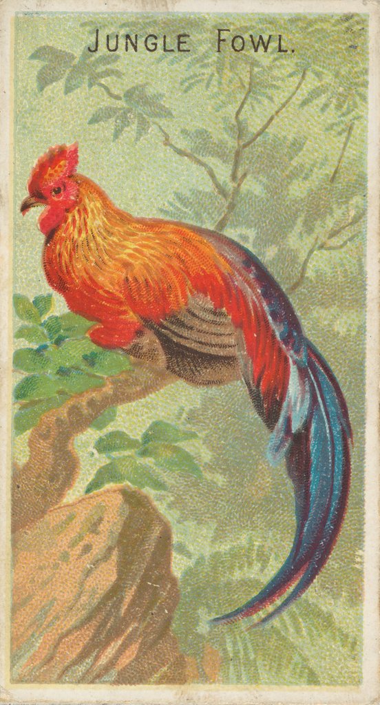 Detail of Jungle Fowl, from the Birds of the Tropics series for Allen & Ginter Cigarettes Brands, 1889 by Allen & Ginter