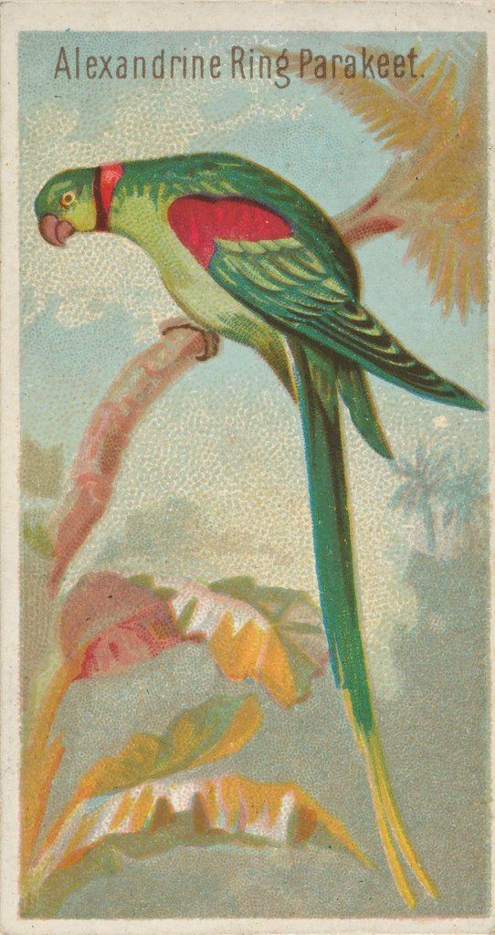 Detail of Alexandrine Ring Parakeet, from the Birds of the Tropics series for Allen & Ginter Ci…, 1889 by Allen & Ginter