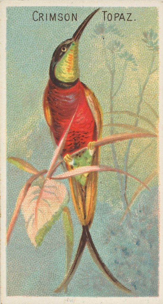 Detail of Crimson Topaz, from the Birds of the Tropics series for Allen & Ginter Cigarettes Bra…, 1889 by Allen & Ginter