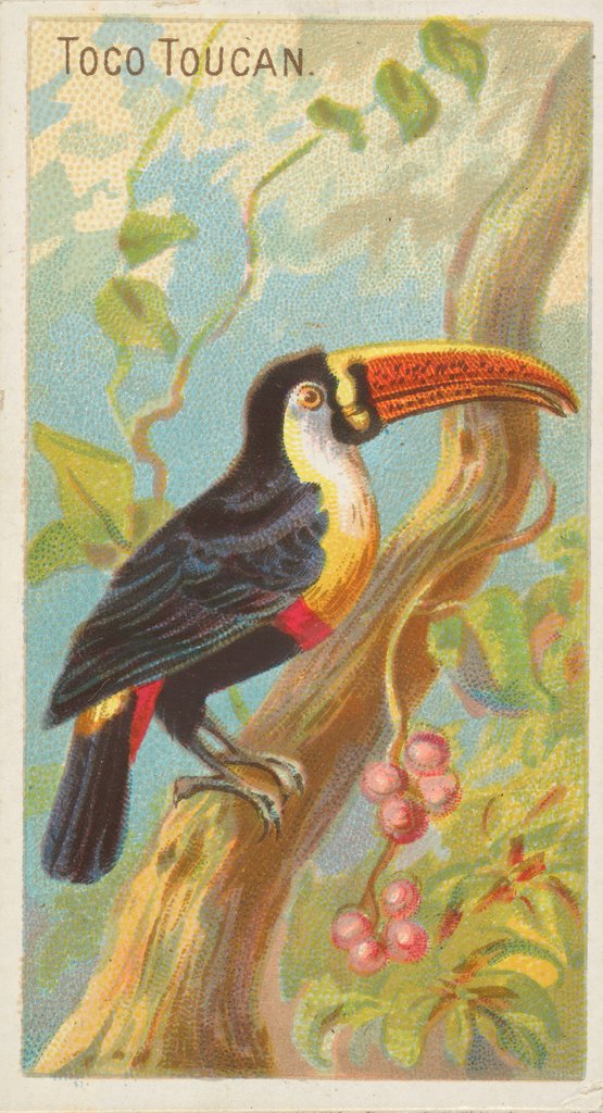 Detail of Toco Toucan, from the Birds of the Tropics series for Allen & Ginter Cigarettes Brands, 1889 by Allen & Ginter