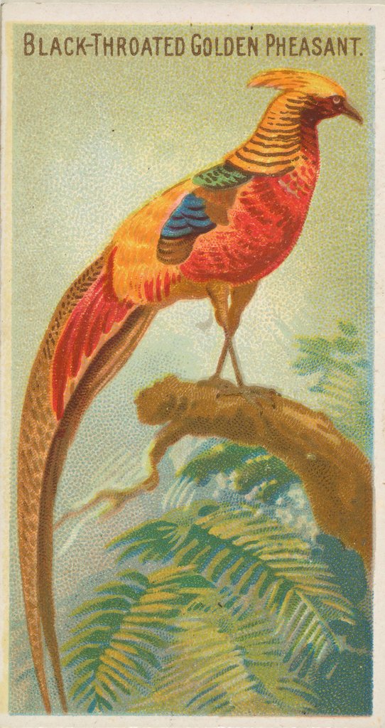 Detail of Black-Throated Golden Pheasant, from the Birds of the Tropics series for Allen & Gint…, 1889 by Allen & Ginter
