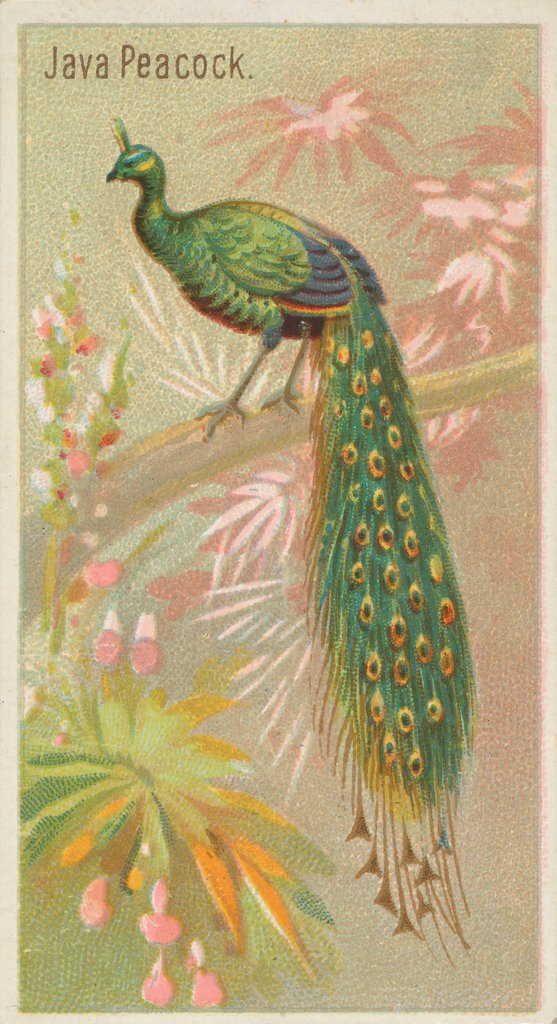Detail of Java Peacock, from the Birds of the Tropics series for Allen & Ginter Cigarettes Brands, 1889 by Allen & Ginter