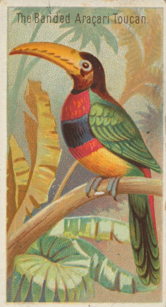 Detail of The Banded Aracari Toucan, from the Birds of the Tropics series for Allen & Ginter Ci…, 1889 by Allen & Ginter