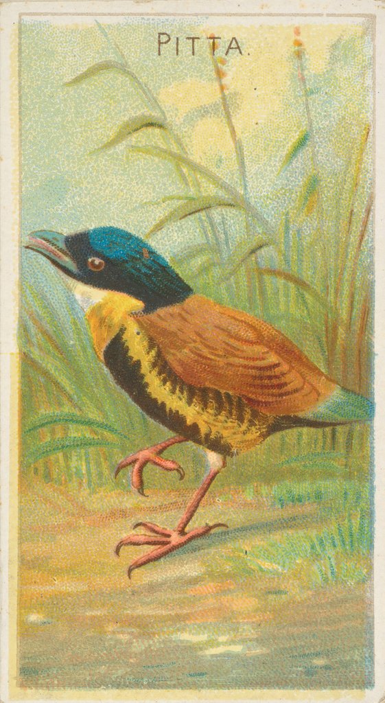 Detail of Pitta, from the Birds of the Tropics series for Allen & Ginter Cigarettes Brands, 1889 by Allen & Ginter