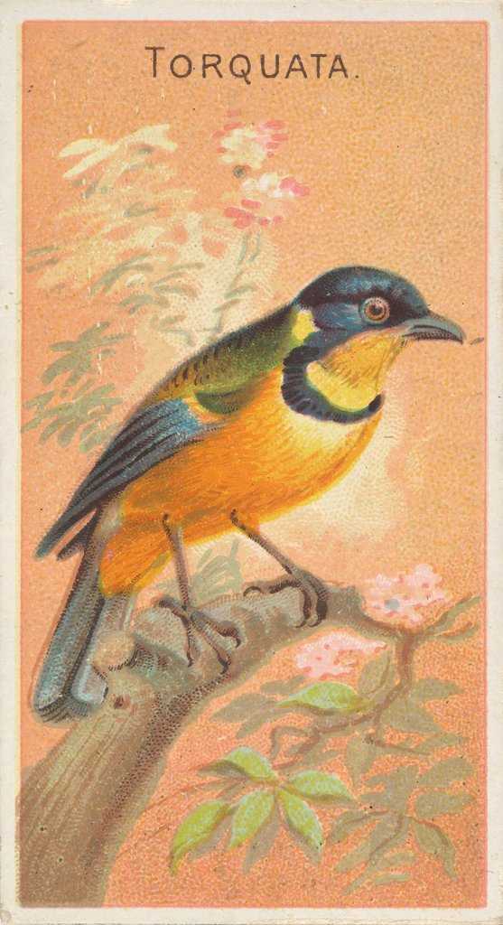 Detail of Torquata, from the Birds of the Tropics series for Allen & Ginter Cigarettes Brands, 1889 by Allen & Ginter