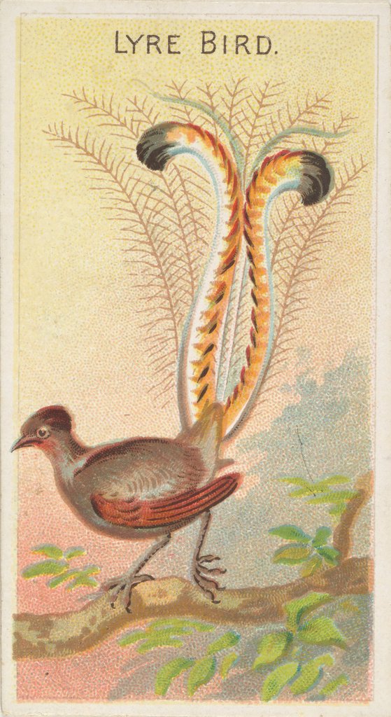 Detail of Lyre Bird, from the Birds of the Tropics series for Allen & Ginter Cigarettes Brands, 1889 by Allen & Ginter
