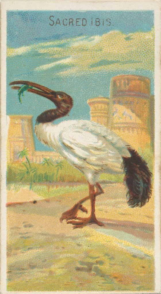 Detail of Sacred Ibis, from the Birds of the Tropics series for Allen & Ginter Cigarettes Brands, 1889 by Allen & Ginter