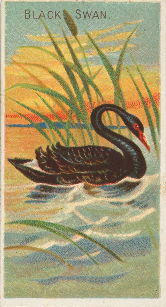 Detail of Black Swan, from the Birds of the Tropics series for Allen & Ginter Cigarettes Brands, 1889 by Allen & Ginter