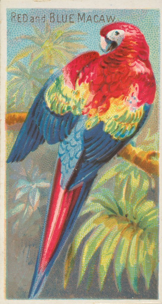 Detail of Red and Blue Macaw, from the Birds of the Tropics series for Allen & Ginter Cigarette…, 1889 by Allen & Ginter
