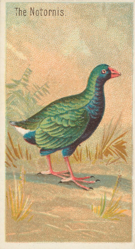 Detail of The Notornis, from the Birds of the Tropics series for Allen & Ginter Cigarettes Brands, 1889 by Allen & Ginter