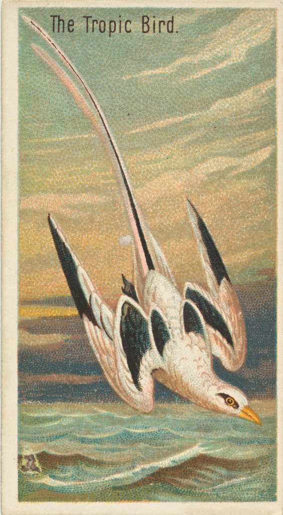 Detail of The Tropic Bird, from the Birds of the Tropics series for Allen & Ginter Cigarettes B…, 1889 by Allen & Ginter