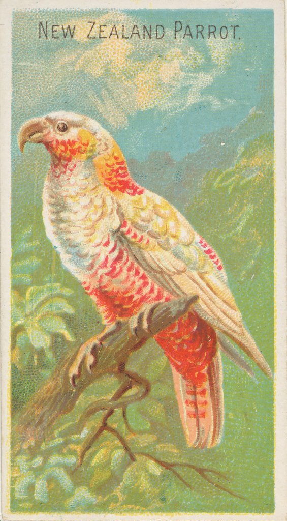 Detail of New Zealand Parrot, from the Birds of the Tropics series for Allen & Ginter Cigarette…, 1889 by Allen & Ginter