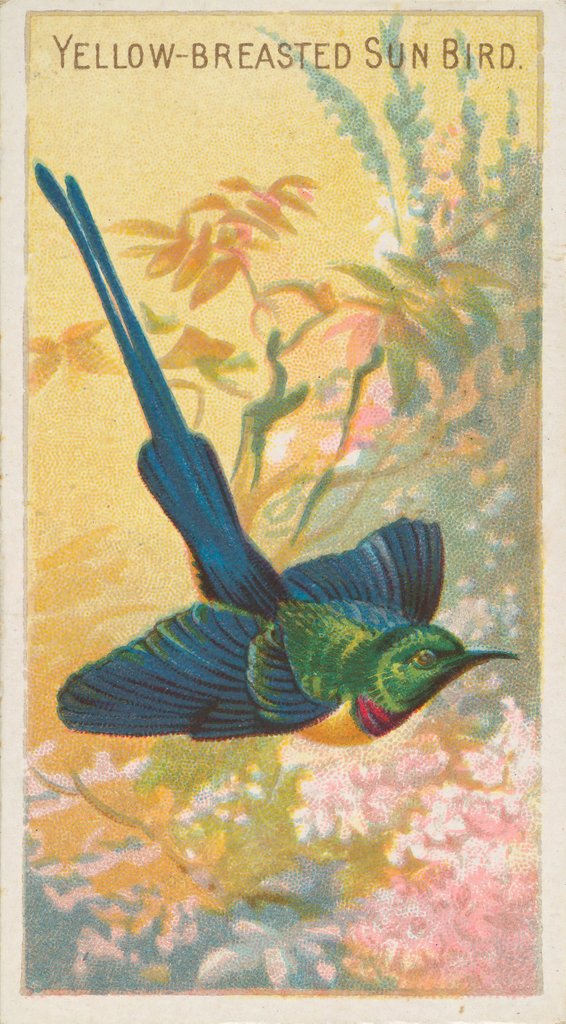 Detail of Yellow-Breasted Sun Bird, from the Birds of the Tropics series for Allen & Ginter Cig…, 1889 by Allen & Ginter